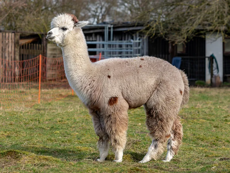 Alpaca secondary visual